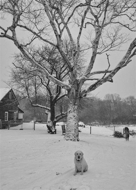 Portrait The Snow Dog Fulfills Her Destiny Bedlam Farm