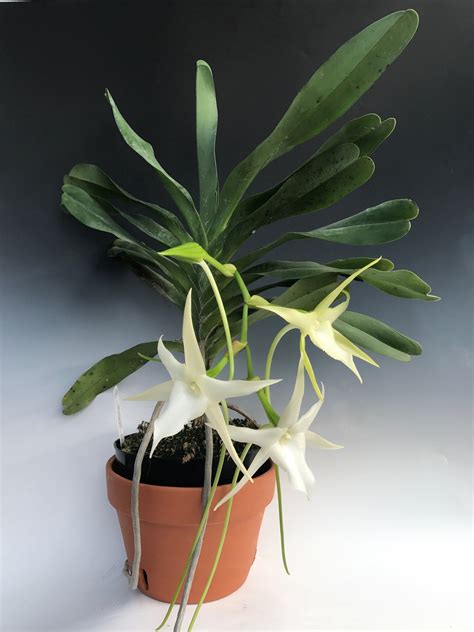 Angraecum Sesquipedale Darwin S Orchid Orchidweb
