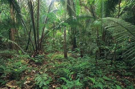 Endangered Plants In The Amazon Rain Forest Sciencing