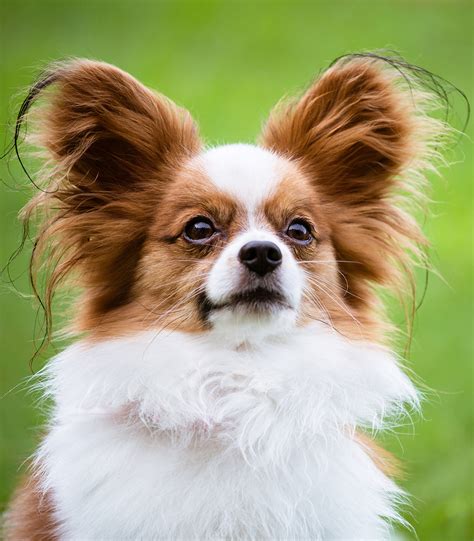 Papillon Dog Breed Trainability Temperament And Other Best Facts