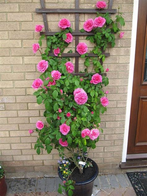 A wide variety of flowers for pots options are available to you, such as occasion, type. Amazing Vertical Garden Ideas About Climbing Plants In ...