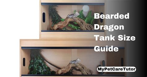 Bearded Dragon Tank Size Guide Prevent Health Problems Mypetcaretutor