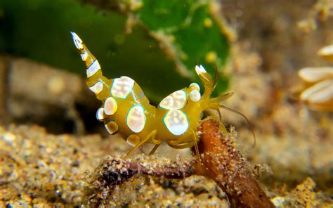 The Sexy Shrimp Is A Sexy Species Complex