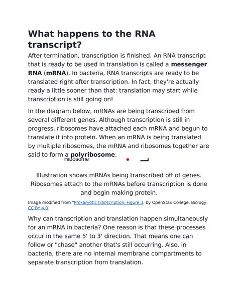 Rna Transcript Lecture Notes Bcu Studocu