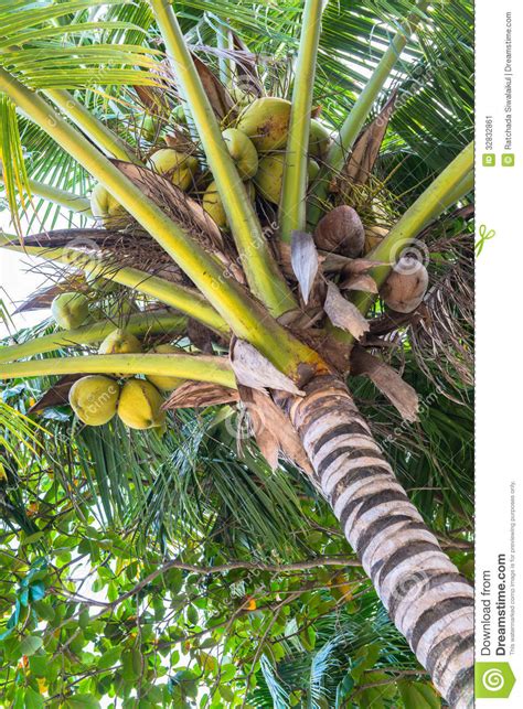 Coconuts Palm Tree Perspective View Stock Image Image Of Healthy