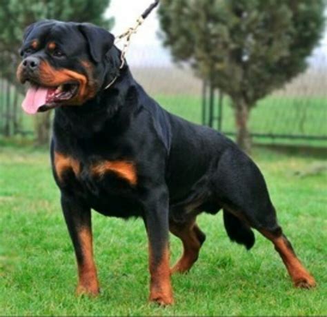 Adult Female Rottweiler For Sale At Very Cheap Price Pets Nigeria