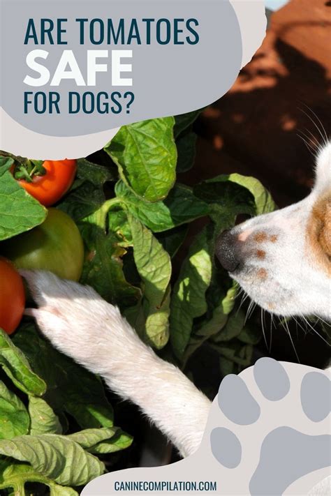 Can Dogs Have Tomatoes Are Tomatoes Good For Dogs Canine Compilation