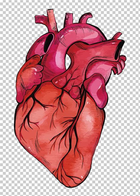 Heart Euclidean Png Clipart Anatomy Broken Heart Cartoon Download