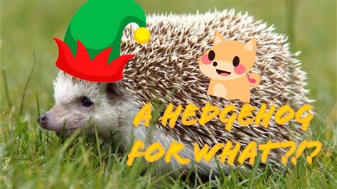 What The Hedgehog Is Worth In Roblox Adopt Me Switchboy723 Youtube