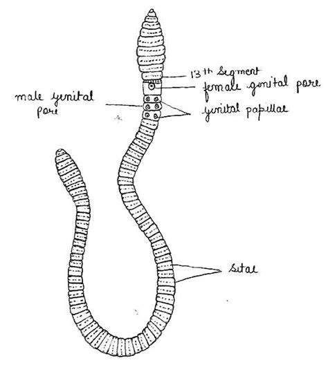 Phylum Annelida Diagram