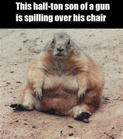 Memes All About Hating On Fat Squirrels Yes That S A Thing Fat