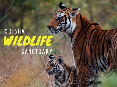 Top Best Wildlife Sanctuaries National Parks Of Odisha Odishaat