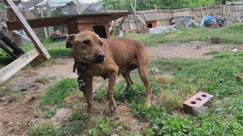 Dogs Rescued In Alleged Dogfighting Ring In Nc
