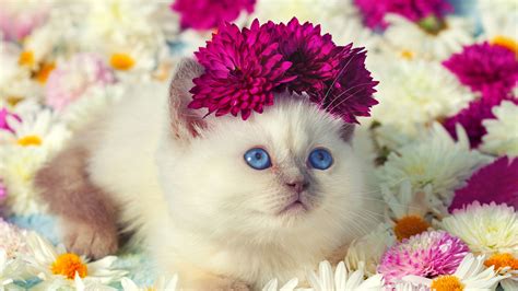 2560x1440 Cute Wallpapers Top Free 2560x1440 Cute Backgrounds