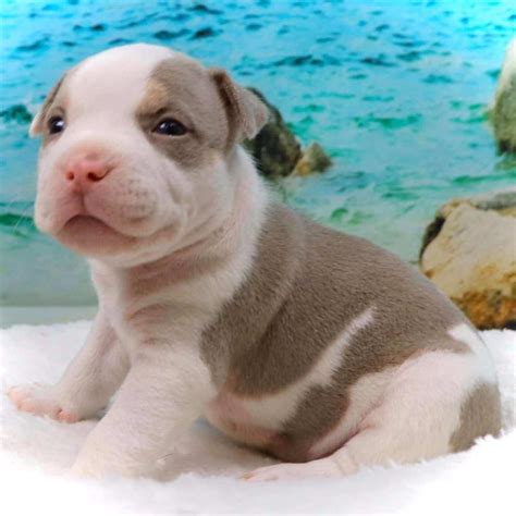 Pitbull Puppies For Sale West Palm Beach Having Good History Photography