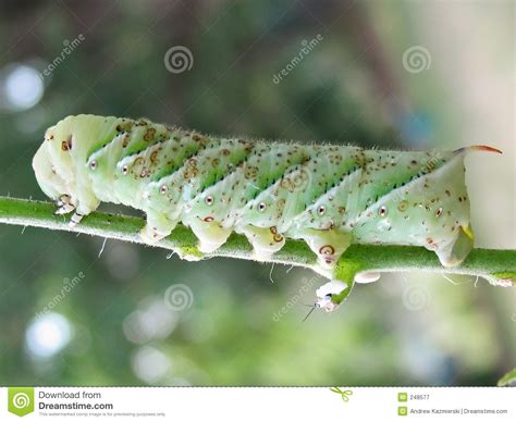 Tomato Horn Worm Stock Image Image Of Butterfly Worm 248577