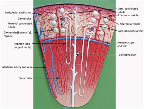 Nephron Anatomy Model