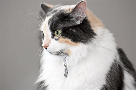 3 راه برای نحوه تشخیص و تعیین جنسیت گربه لوپت