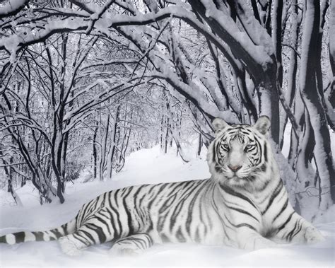 White Tigers With Blue Eyes In Snow 1280x1024 Wallpaper