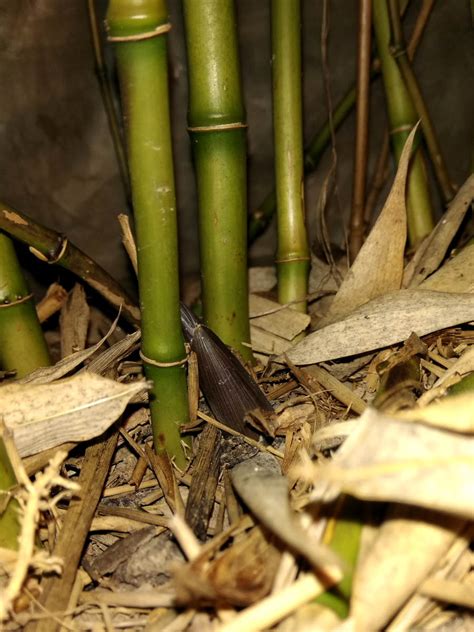 Cacti toughen up as they mature but are often sensitive as seedlings and need protection from the elements. Phyllostachys arcana seedlings - shooting season 2019