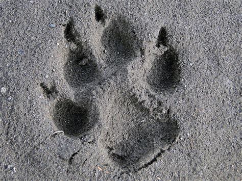 Can You Identify These Animal Tracks Playbuzz