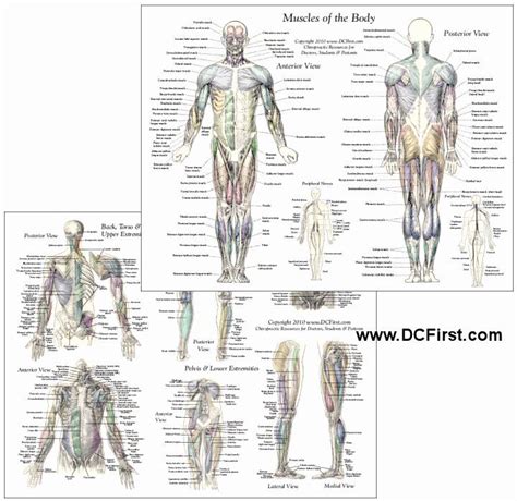 Muscle Anatomy Chart Fresh Muscle Anatomy Chart Muscle Anatomy