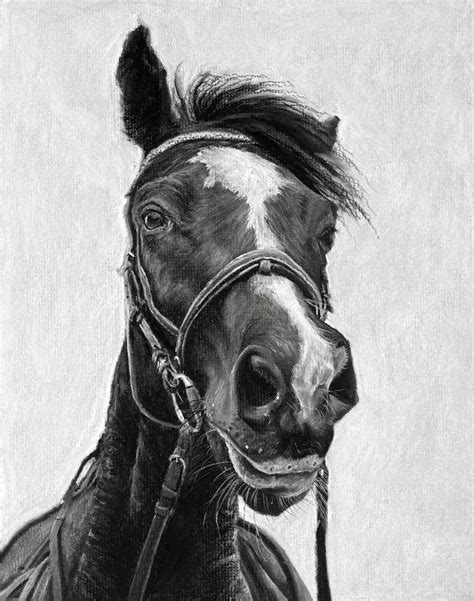 How To Draw A Horse With Charcoal