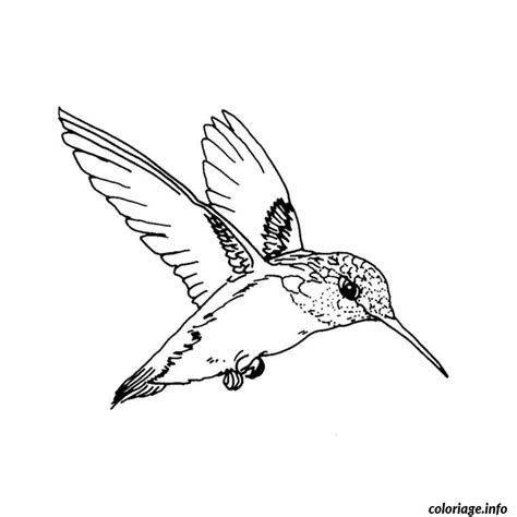 Coloriage oiseau qui vole Dessin à Imprimer | Hummingbird drawing, Bird
