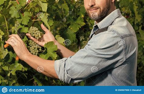 Cropped Viticulturist Cutting Grapevine With Garden Scissors