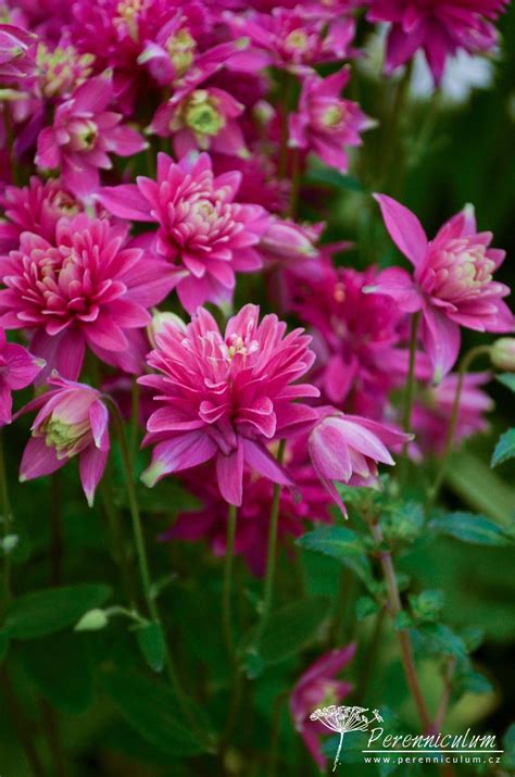 Objednať je možné do 15. Aquilegia vulgaris Clementine Red | Pink perennials ...