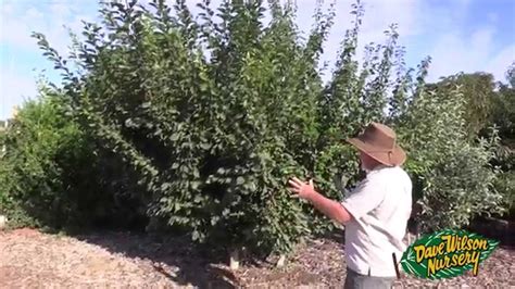 Don't prune when rain is in the immediate forecast. Summer Pruning Fruit Trees 2015 - YouTube