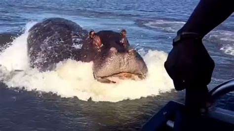 Caught On Video Hippo Charges At Speedboat In Viral Video Abc7 Los