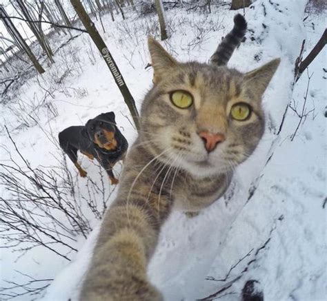 Meet Manny The Selfie Taking Cat Barnorama
