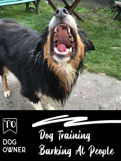 Everything You Need To Understand Dog Training Barking At People