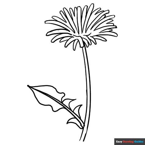 Dandelion Coloring Page Easy Drawing Guides