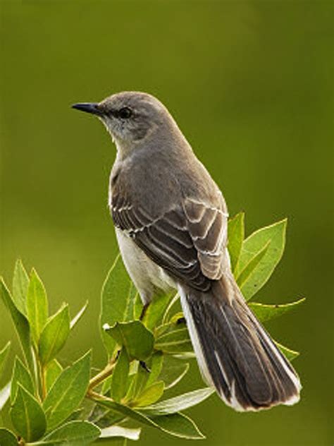Are You Really Southern State Birds Northern Mockingbird Mocking Birds