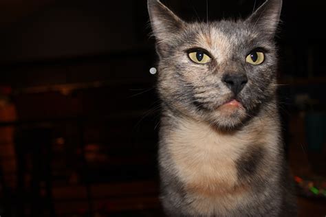 Free Images Animal Cute Pet Portrait Kitten Feline Face
