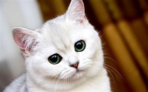 White British Shorthair Кошки и котята Британская короткошерстная