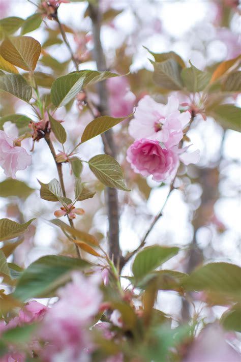 These flowering cherry trees bloom in varying shades of pink to pinkish white. CHERRY KWANZAN FLOWERING For Sale in Boulder Colorado
