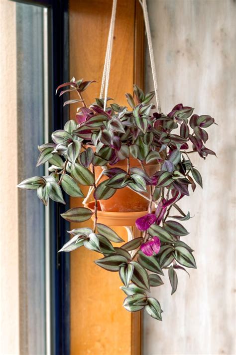 How To Care For A Wandering Jew Plant Your Complete Guide Smart