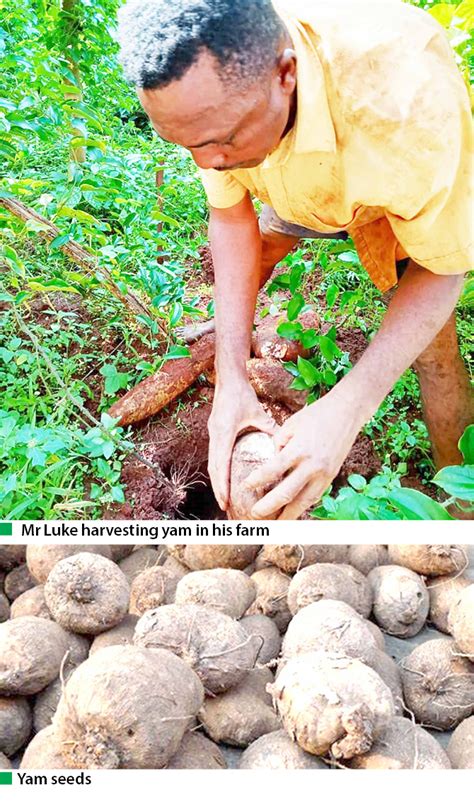 Yam Farmers Lament Government Negligence Daily Trust