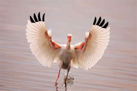 Check spelling or type a new query. White Ibis | Feather Flex