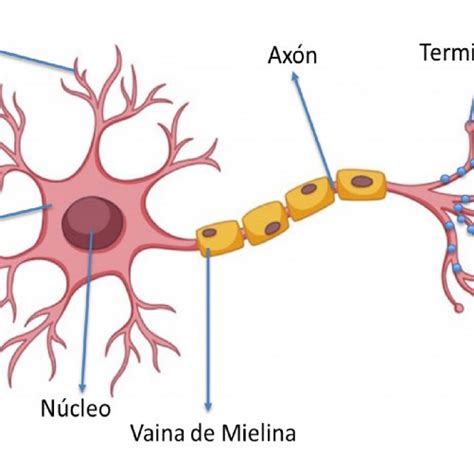 Representación De La Estructura Básica De La Neurona Editado De