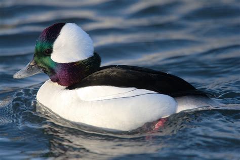 Deltaville Vignettes Dipper Ducks