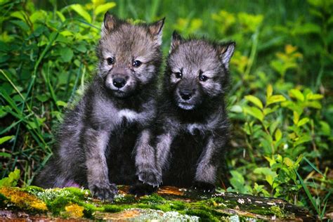 For The First Time In 100 Years California Has 2 Wolf Packs With Pups