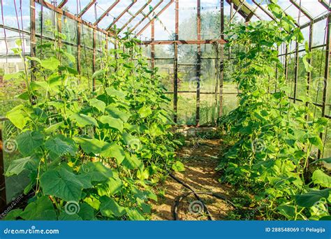 Growing Cucumbers In Greenhouse Stock Image Image Of Leaf Flower