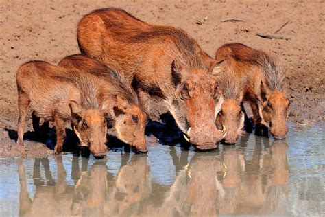 Warthogs Wild Boars May Have Internal Magnetic Compass Biology Sci
