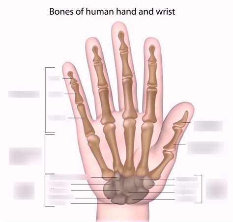 Hand Bones Diagram Quizlet