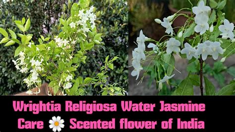Wrightia Religiosa Water Jasmine Care In Spring Season 🌼 Scented Flower