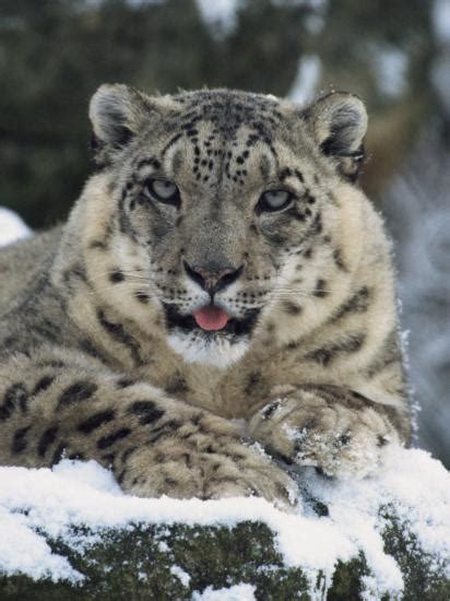 Rare And Endangered Snow Leopard Port Lympne Zoo Kent England